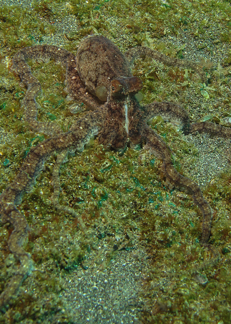 Mimic octopus - Wikipedia
